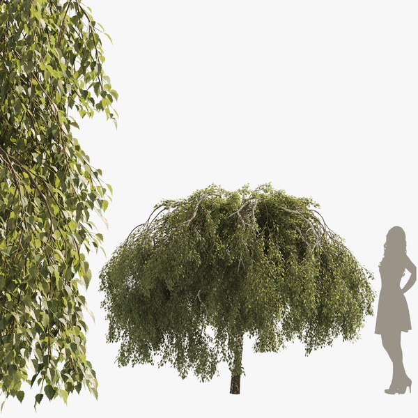 Green Weeping Willow Tree 01 Model, Will Weeping Willow Grow In Shader