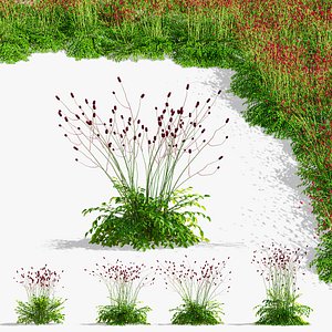 Sanguisorba officinalis 3D