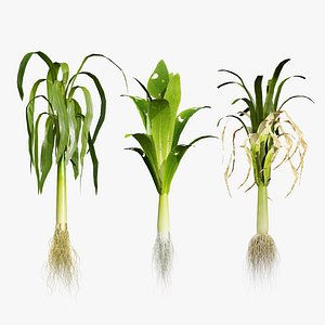 3D Flander Leek plant collection