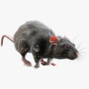 Rat Fur Animated 3