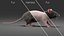 3D rat fur animations 3