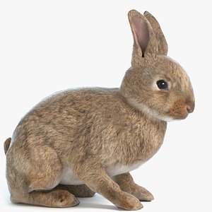 3D model rabbit