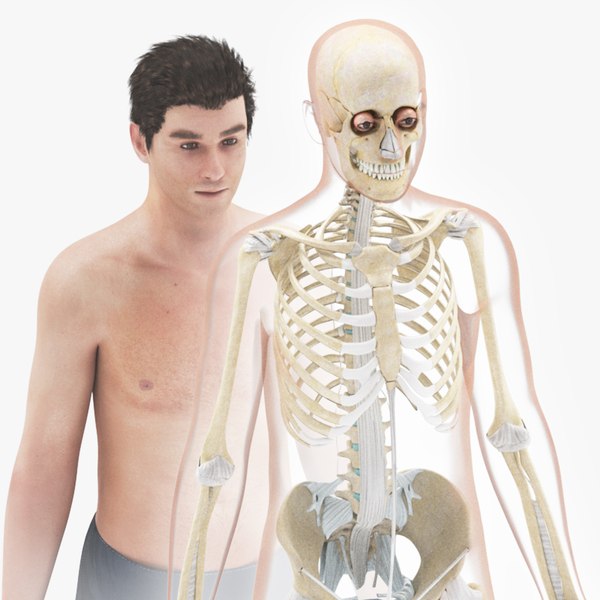 Human Skeleton system with ligaments 8K 3D model