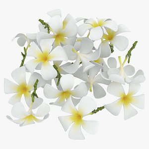 3D Plumeria Alba Flowers