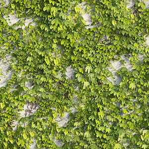 Boston Ivy 02 model