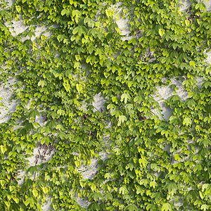 Boston Ivy 02
