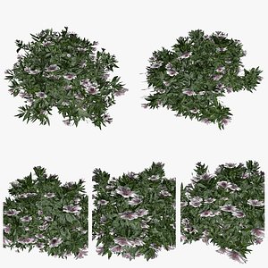 Azalea Shrubs with white flowers Plant Collection