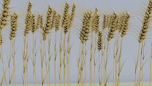 3D Wheat