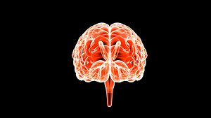 3D Brain model