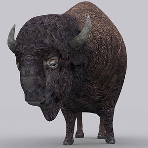 bison - model