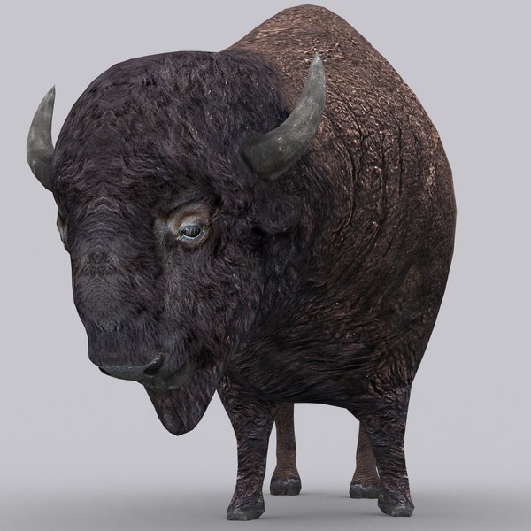 bison - model