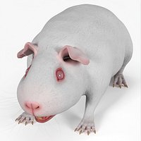 Albino Guinea Pig Red Eyes and Short Hair White