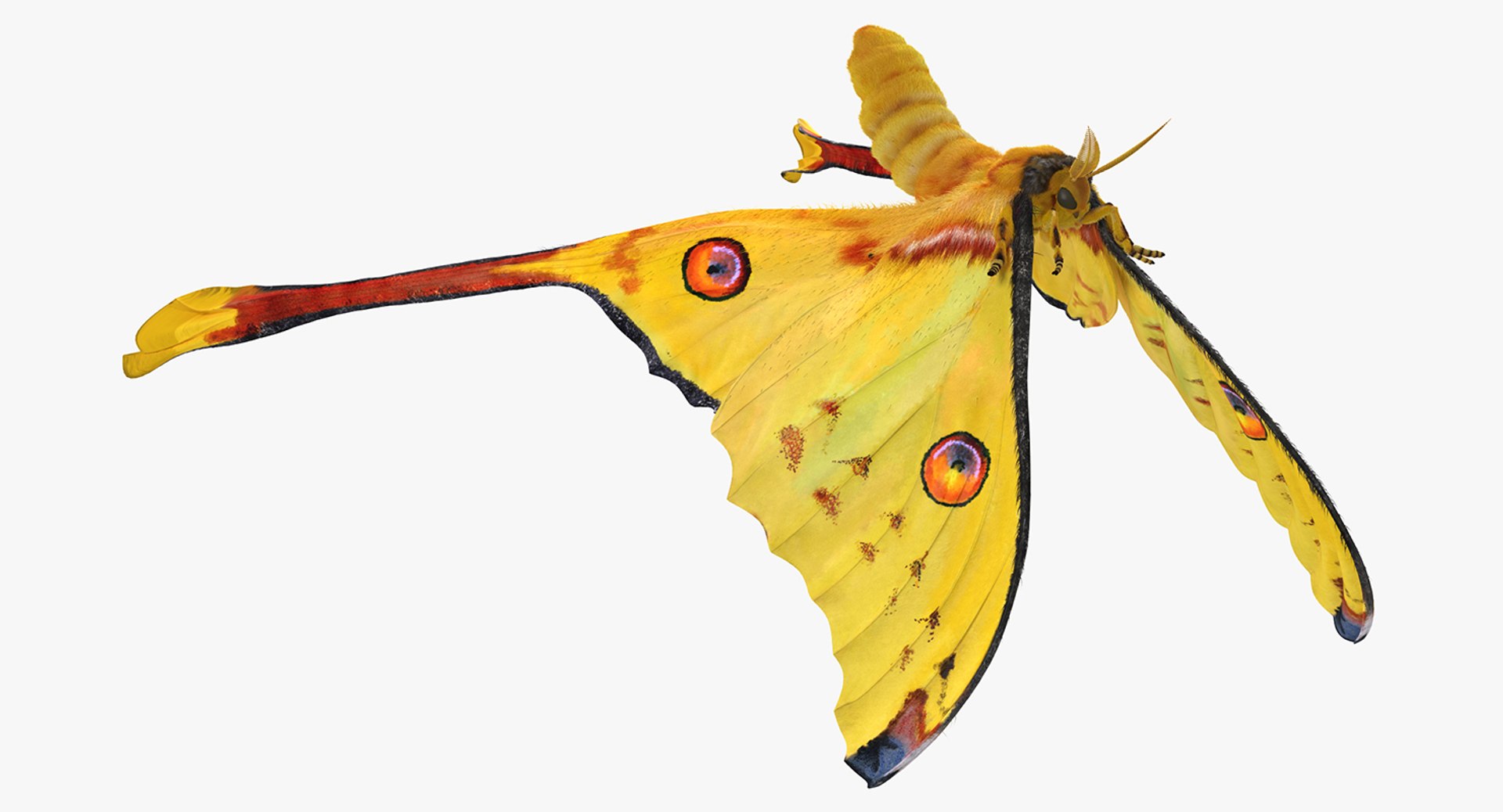Flying Insects Rigged Collection 5 for Maya 3D model preview