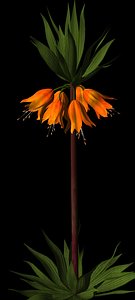 3d ma flower crown imperial fritillaria