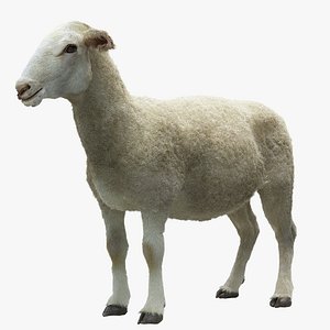 Sheep with Small Hair