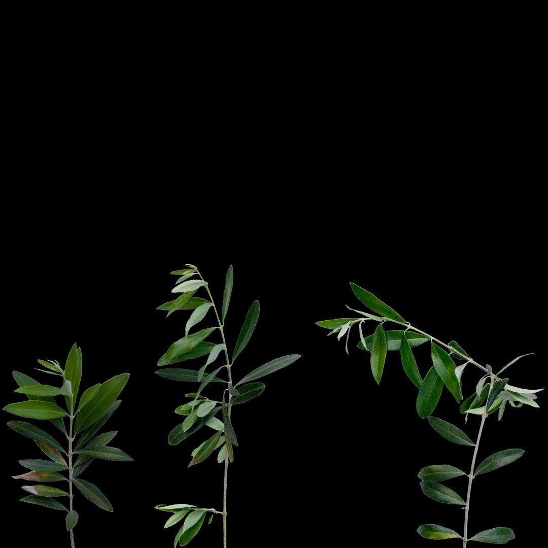 olive tree obj https://p.turbosquid.com/ts-thumb/5r/8ZiggN/gTTP3T8A/olivebranches/jpg/1400431997/1920x1080/fit_q87/31a0ec0aa15f8ec96db98dac698e568dd8313595/olivebranches.jpg