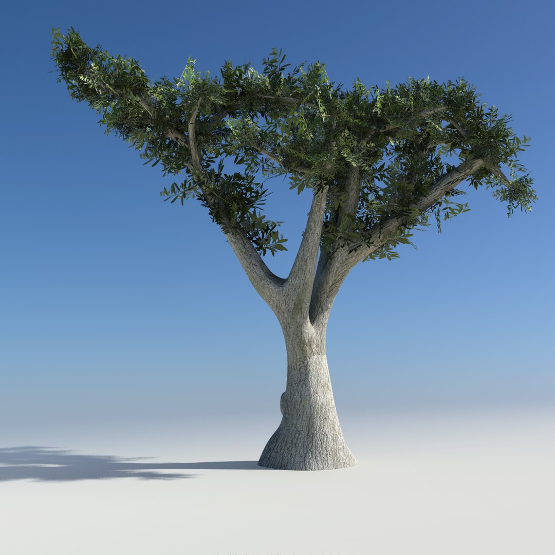 olive tree obj https://p.turbosquid.com/ts-thumb/5r/8ZiggN/qYAP0uuI/back/jpg/1400258562/1920x1080/fit_q87/996a2e9369bd615b571a17f6c6298a3e2158ff47/back.jpg