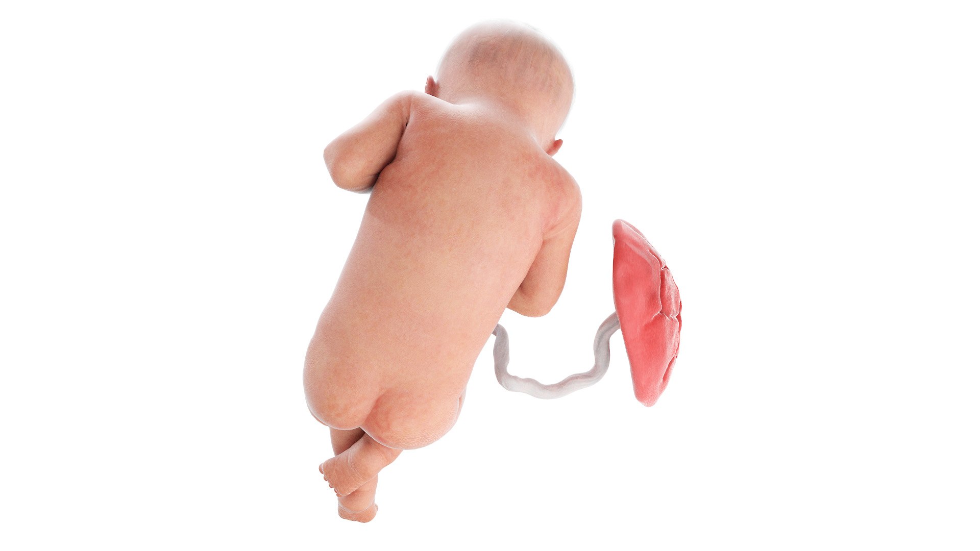 3D Fetus Anatomy Week 32 Animated model https://p.turbosquid.com/ts-thumb/5r/BINoLR/8O/fetus_week32f0002/jpg/1633417520/1920x1080/fit_q87/4a1e3ace39a7390be95d0231711abbf1ea095595/fetus_week32f0002.jpg