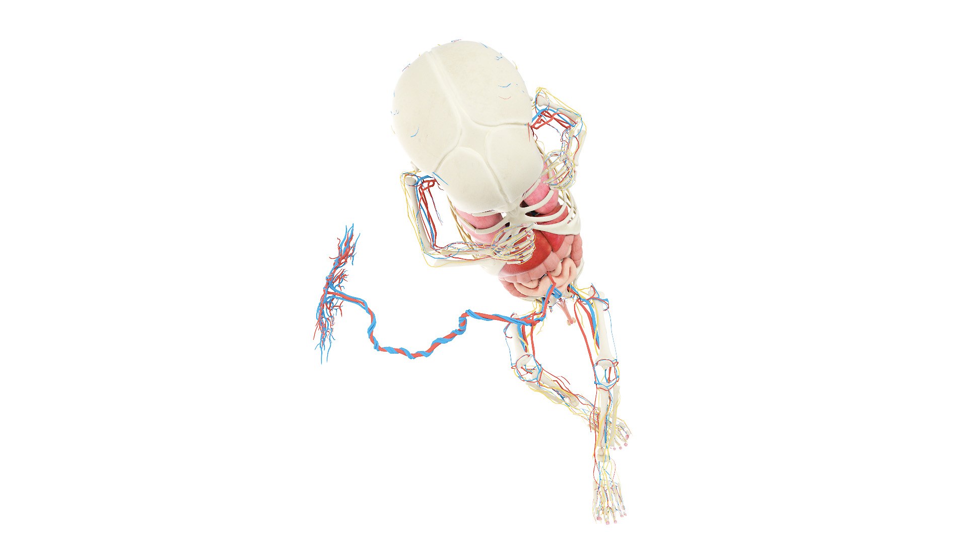 3D Fetus Anatomy Week 32 Animated model https://p.turbosquid.com/ts-thumb/5r/BINoLR/8U/fetus_week32f_anatomy0004/jpg/1633417583/1920x1080/fit_q87/6a48a4754662f1577d29c6a16f4da02e11983755/fetus_week32f_anatomy0004.jpg