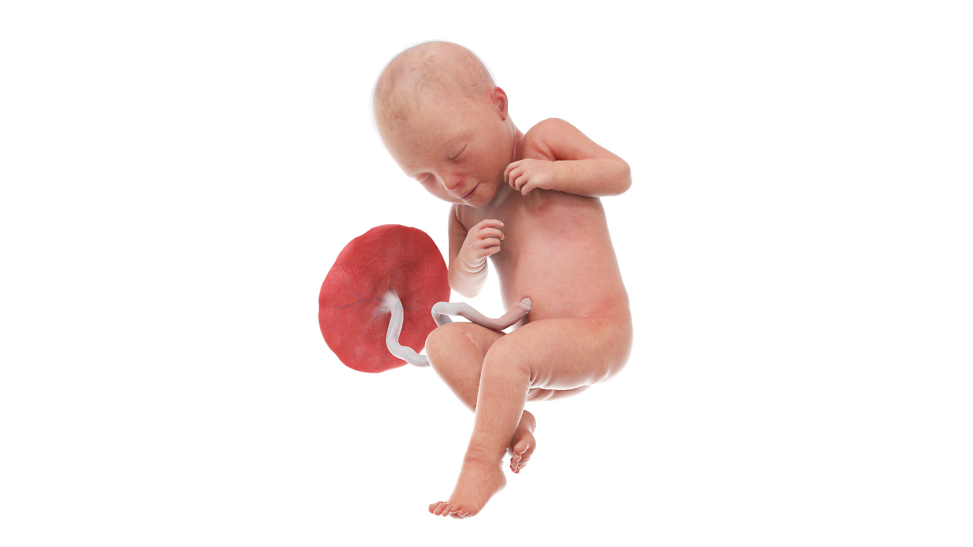 3D Fetus Anatomy Week 32 Animated model https://p.turbosquid.com/ts-thumb/5r/BINoLR/GL/fetus_week32f_turntable/jpg/1633277851/1920x1080/turn_fit_q99/e65320fa2717d8b27beb9aef7f4b4e2977b53d97/fetus_week32f_turntable-1.jpg