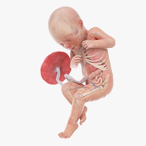 3D Fetus Anatomy Week 32 Animated model