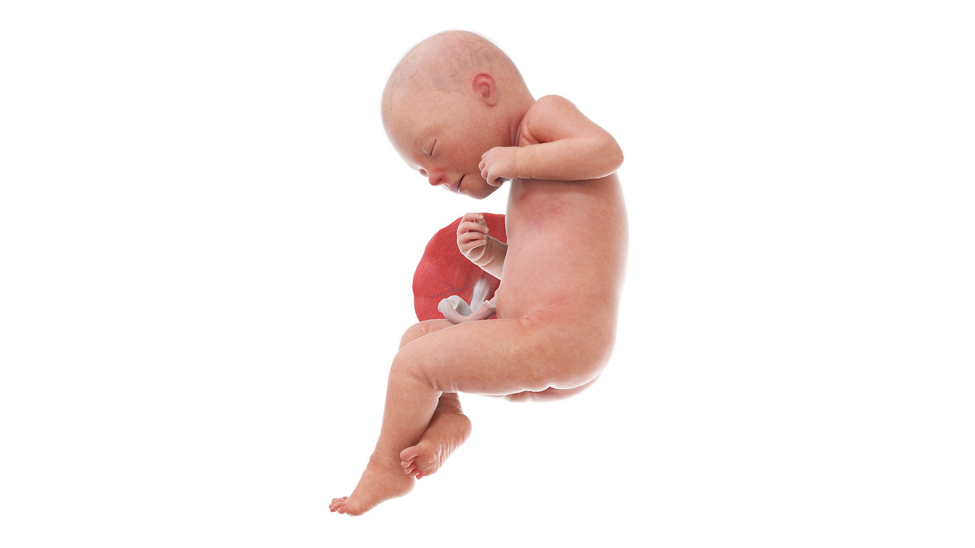 3D Fetus Anatomy Week 32 Animated model https://p.turbosquid.com/ts-thumb/5r/BINoLR/rU/fetus_week32f0001/jpg/1633417520/1920x1080/fit_q87/a08b5c0689c2d75a665c8f60628293e7c3f9ce9f/fetus_week32f0001.jpg