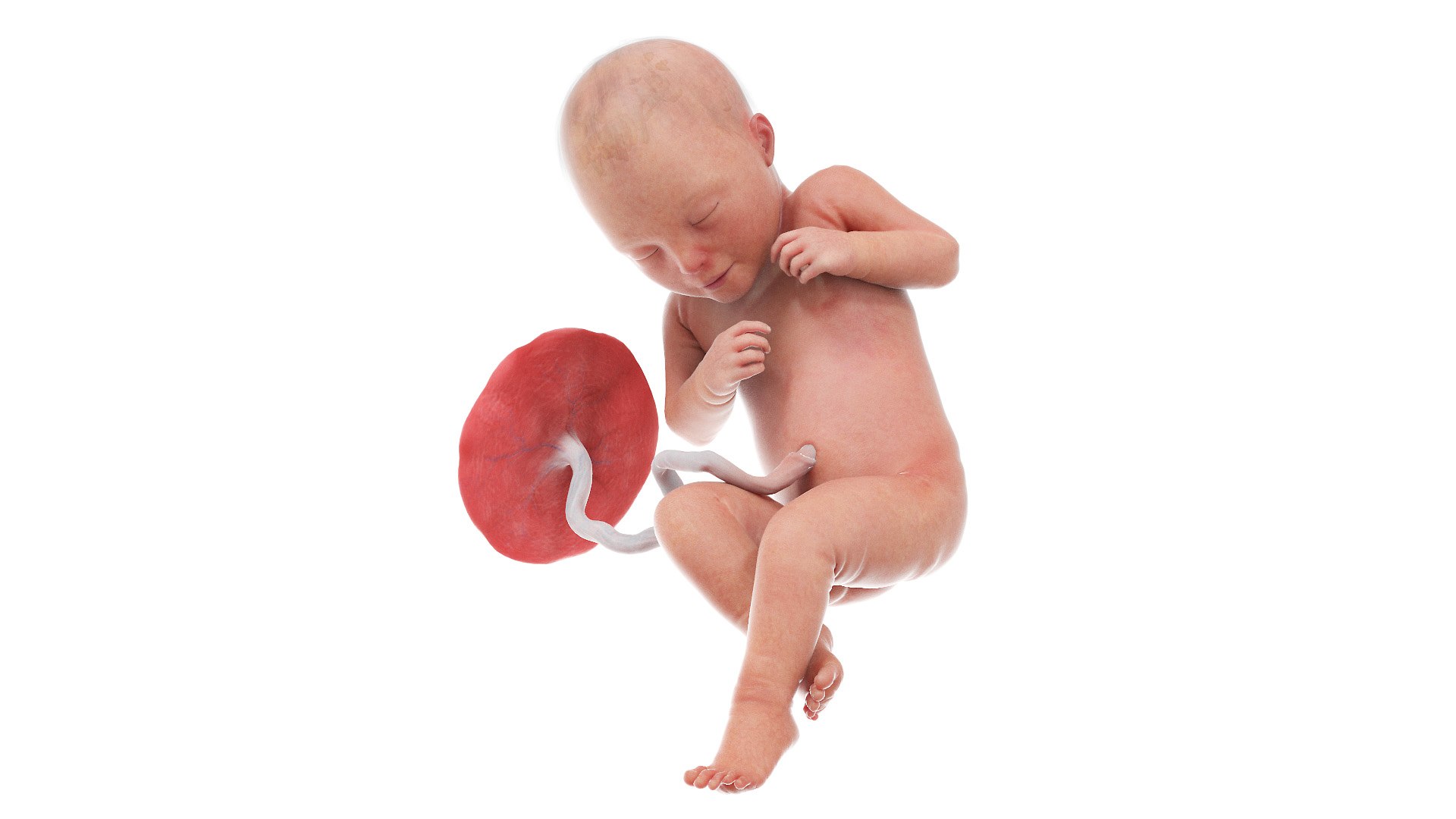3D Fetus Anatomy Week 32 Animated model https://p.turbosquid.com/ts-thumb/5r/BINoLR/wy/fetus_week32f0000/jpg/1633417520/1920x1080/fit_q87/6047734eaf373217fa0b975c66c74d74762f86f8/fetus_week32f0000.jpg