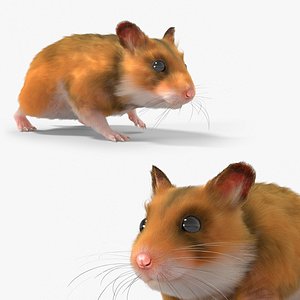 3D Pet Hamster Rodent Walking Animated Fur Rigged For Blender