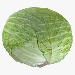 Cabbage 01 3D