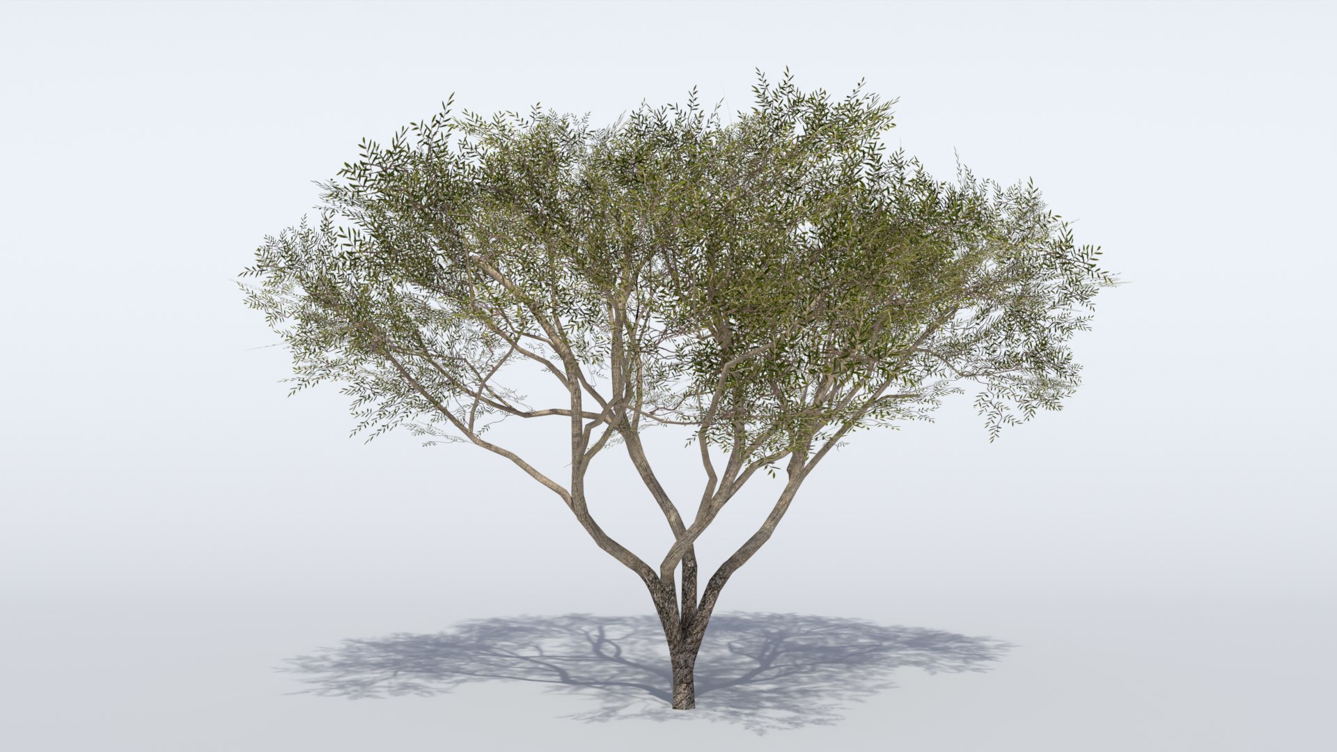 3D Acacia Tree https://p.turbosquid.com/ts-thumb/5r/PcCX3W/9W/render_01/png/1772819884/1920x1080/fit_q87/b7a8bc989315d4c70e1dc0f3bd975bbf807b5515/render_01.jpg