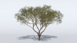 3D Acacia Tree