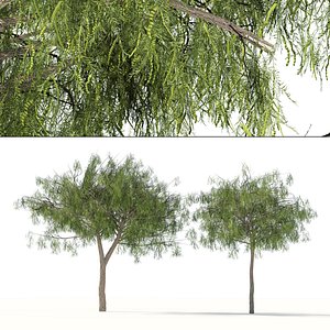 3D low poly Arabian ghaf trees of Emirates