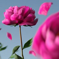 Fresh Garden Peony with Magenta Tones Purple