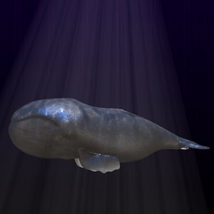 whale4