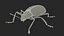 Blue Pleasing Fungus Beetle