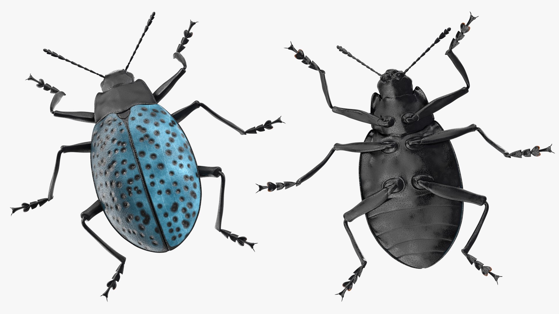 3D Blue Pleasing Fungus Beetle https://p.turbosquid.com/ts-thumb/5r/u9eJlm/8R/bluepleasingfungusbeetlemb3dmodel011/jpg/1729747346/1920x1080/fit_q87/cfdd564a4d7566b44e4104c8e0912456861f9f3a/bluepleasingfungusbeetlemb3dmodel011.jpg