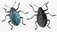 Blue Pleasing Fungus Beetle