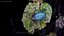 Blue Pleasing Fungus Beetle