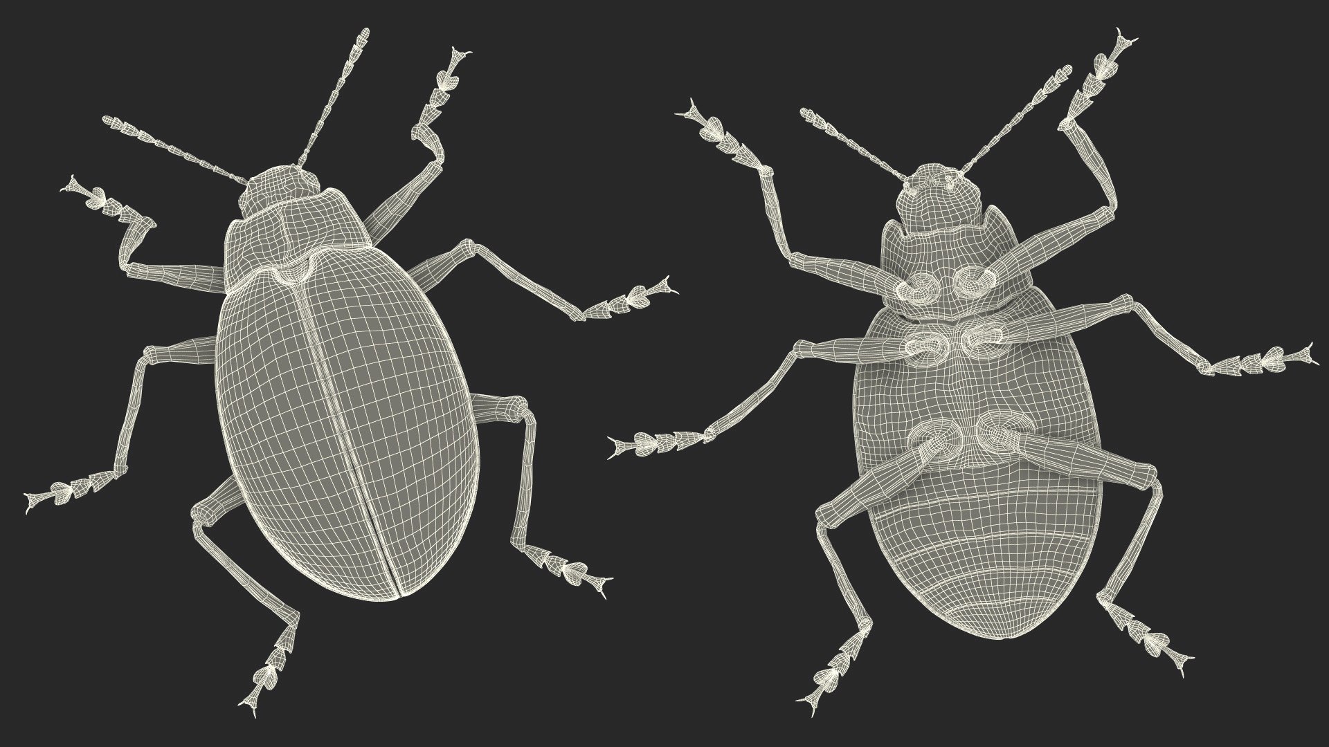 3D Blue Pleasing Fungus Beetle https://p.turbosquid.com/ts-thumb/5r/u9eJlm/Dm/bluepleasingfungusbeetlemb3dmodel021/jpg/1729747400/1920x1080/fit_q87/80ac96c9c1c64599d259d5236c89d44a6f8283a9/bluepleasingfungusbeetlemb3dmodel021.jpg