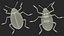 Blue Pleasing Fungus Beetle