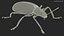 Blue Pleasing Fungus Beetle
