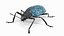 Blue Pleasing Fungus Beetle