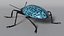 Blue Pleasing Fungus Beetle