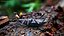 Blue Pleasing Fungus Beetle