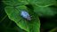 Blue Pleasing Fungus Beetle
