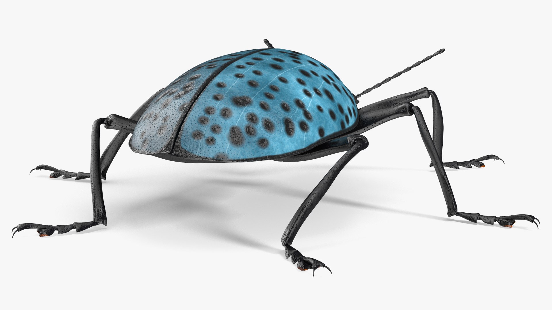 3D Blue Pleasing Fungus Beetle https://p.turbosquid.com/ts-thumb/5r/u9eJlm/Zj/bluepleasingfungusbeetlemb3dmodel010/jpg/1729747340/1920x1080/fit_q87/1b84988c127b7a113f5440d2eb54ad27a12cd89c/bluepleasingfungusbeetlemb3dmodel010.jpg