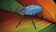 Blue Pleasing Fungus Beetle