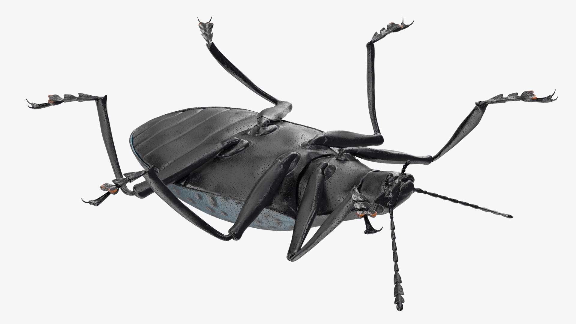 3D Blue Pleasing Fungus Beetle https://p.turbosquid.com/ts-thumb/5r/u9eJlm/jr/bluepleasingfungusbeetlemb3dmodel012/jpg/1729747351/1920x1080/fit_q87/563209389b151c478a23c1814e04e76a9e1b18d7/bluepleasingfungusbeetlemb3dmodel012.jpg
