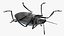 Blue Pleasing Fungus Beetle
