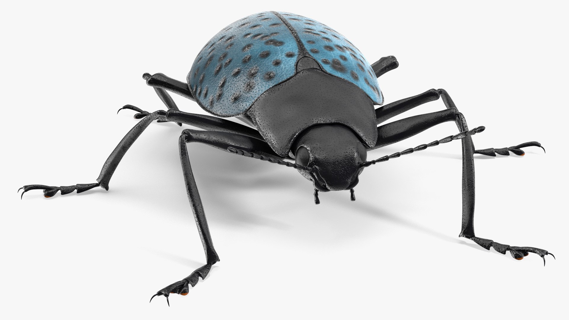 3D Blue Pleasing Fungus Beetle https://p.turbosquid.com/ts-thumb/5r/u9eJlm/ny/bluepleasingfungusbeetlemb3dmodel009/jpg/1729747335/1920x1080/fit_q87/036fa302b9e58cb28d6b1bae7a7faced00d9c447/bluepleasingfungusbeetlemb3dmodel009.jpg